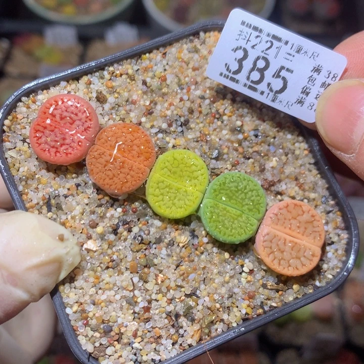 精品生石花221.385