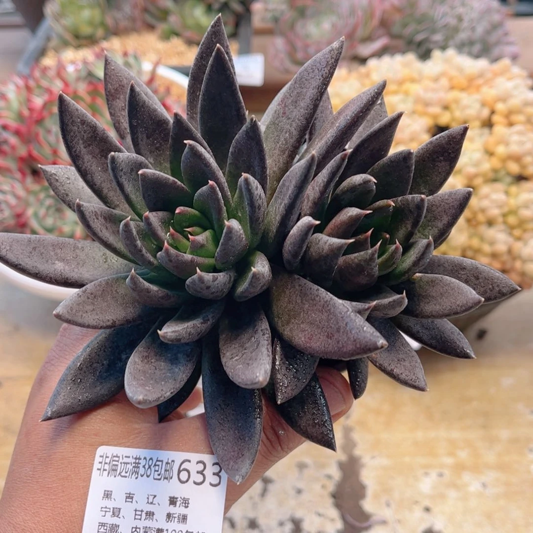 633黑骑士德华多肉