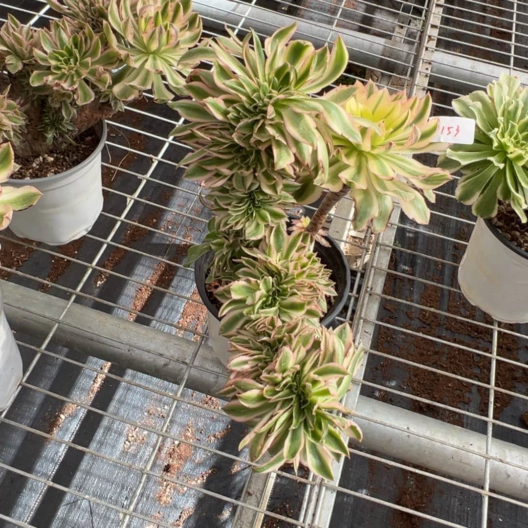 153青连缀多肉多肉多肉多肉