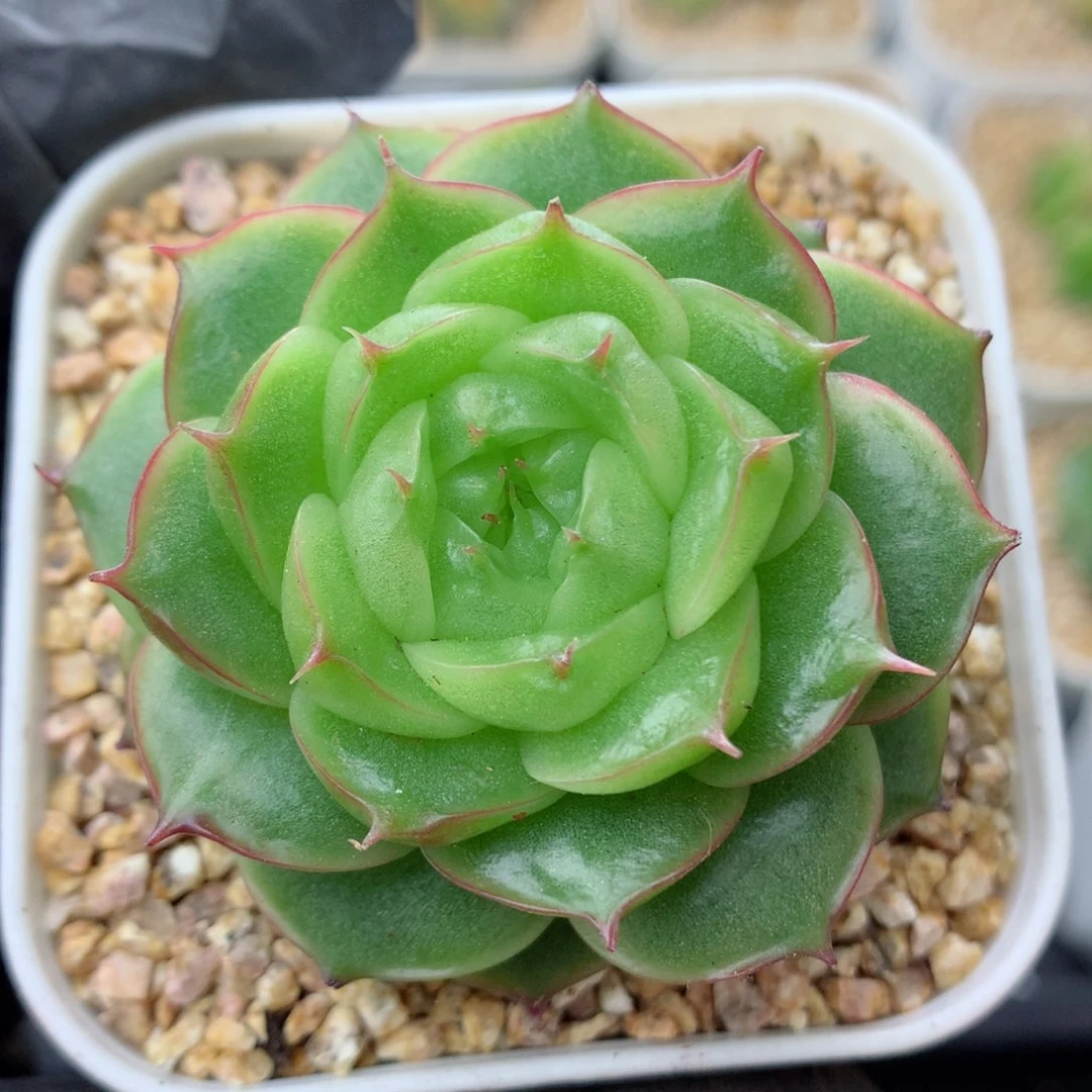 58包邮  群生不包整珍妮12
