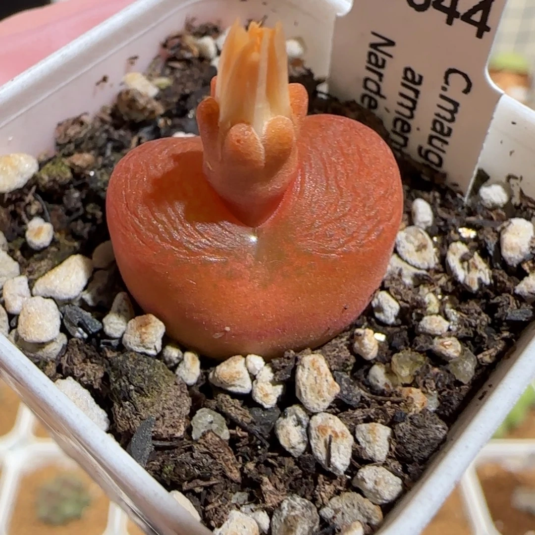 肉锥多肉植物组合-水蜜桃1047