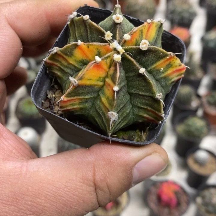 实生肋骨锦特价福利