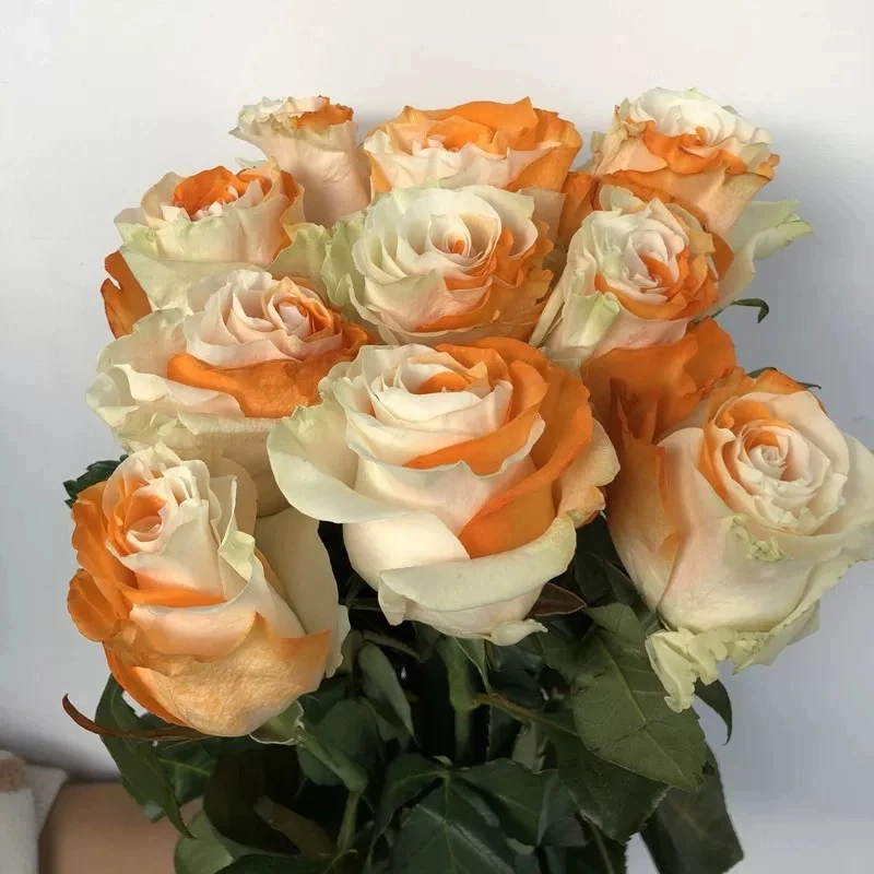 进口【双生橙】玫瑰花苗月季花苗盆地栽阳台庭院蔷薇花苗四季开花