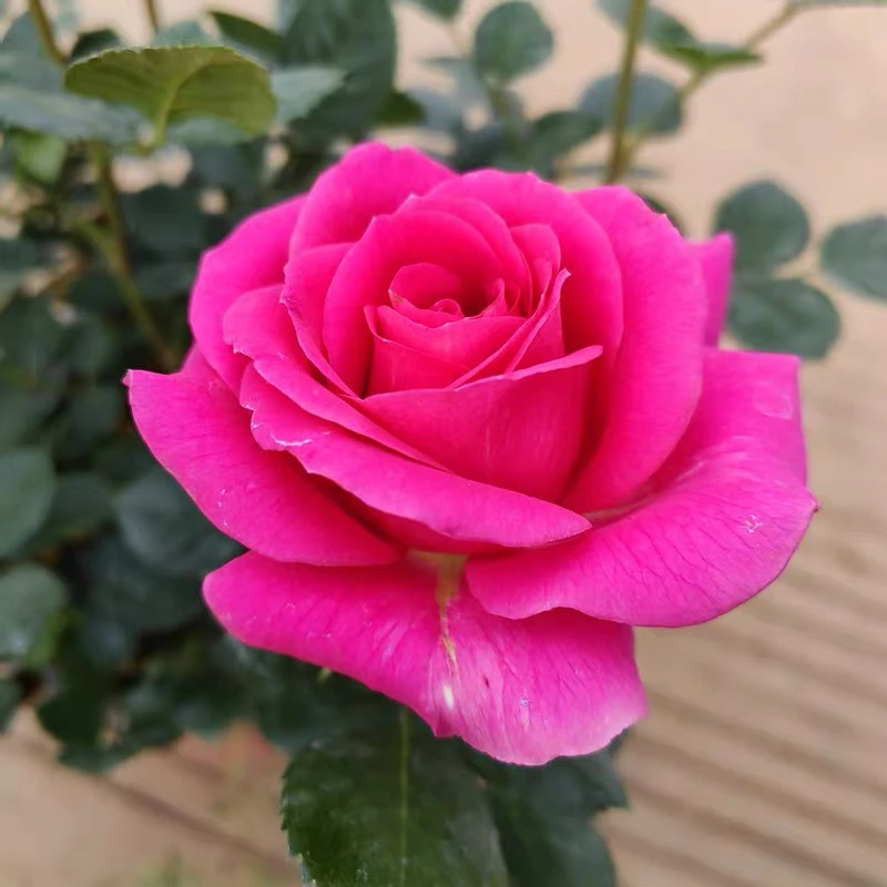 海洋欢腾 大花耐热月季花苗绿植花卉玫瑰阳台庭院盆栽地栽