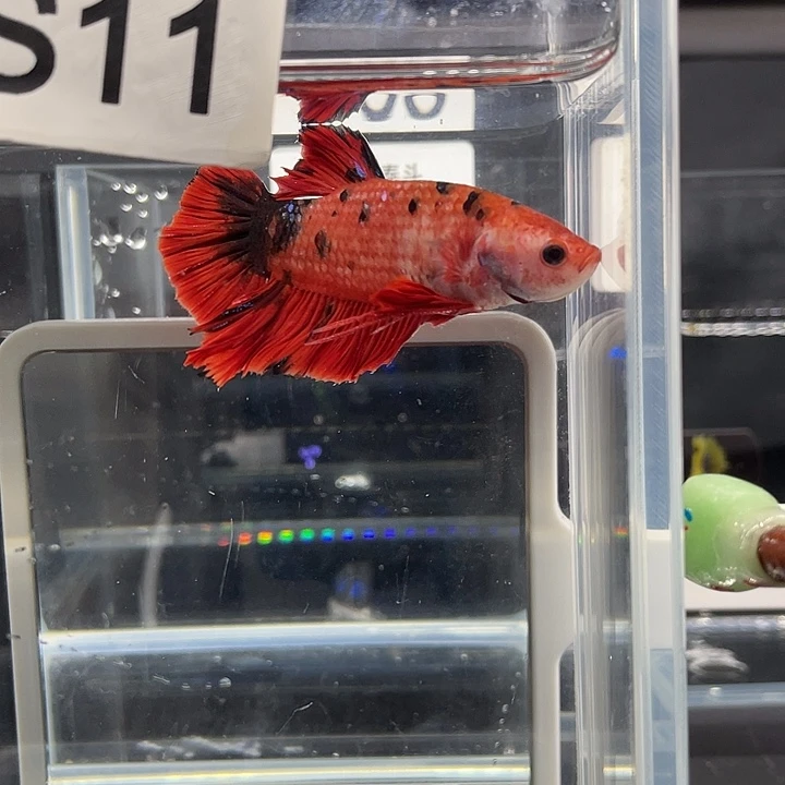 斗鱼11.23早巨斗将军公011