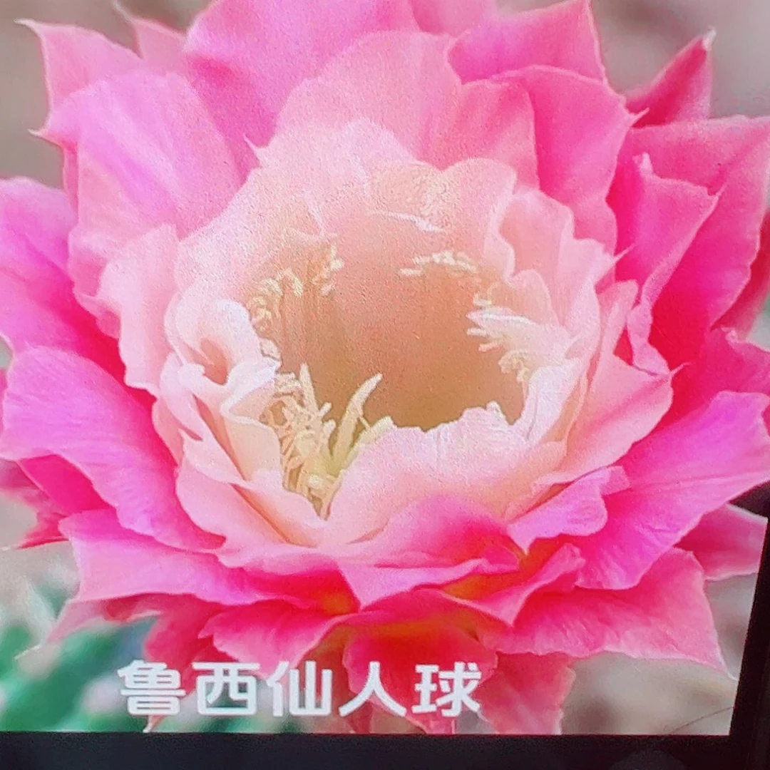 金妞奈何 侧芽满20包邮