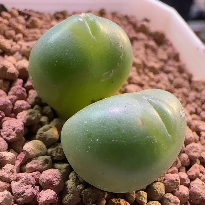 599 开播福利来啦。