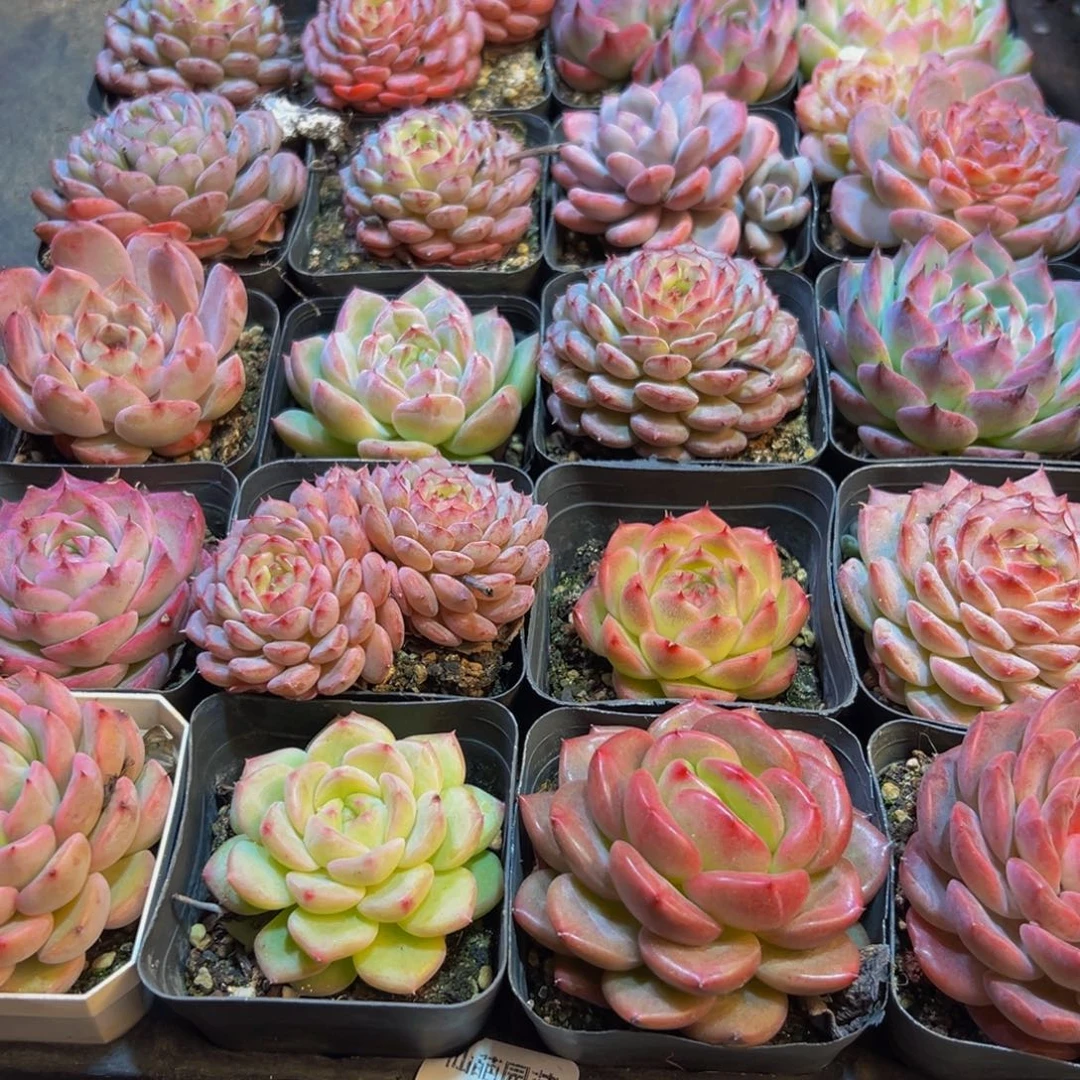 504先谢谢谢谢谢谢谢谢