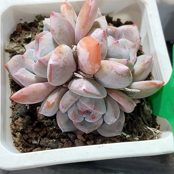 多肉植物石榴籽753