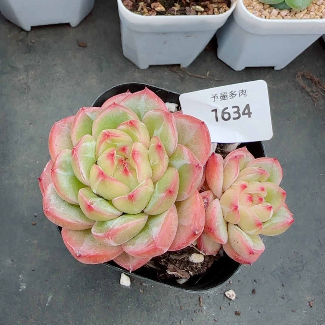 孤品珍妮，1634多肉植物