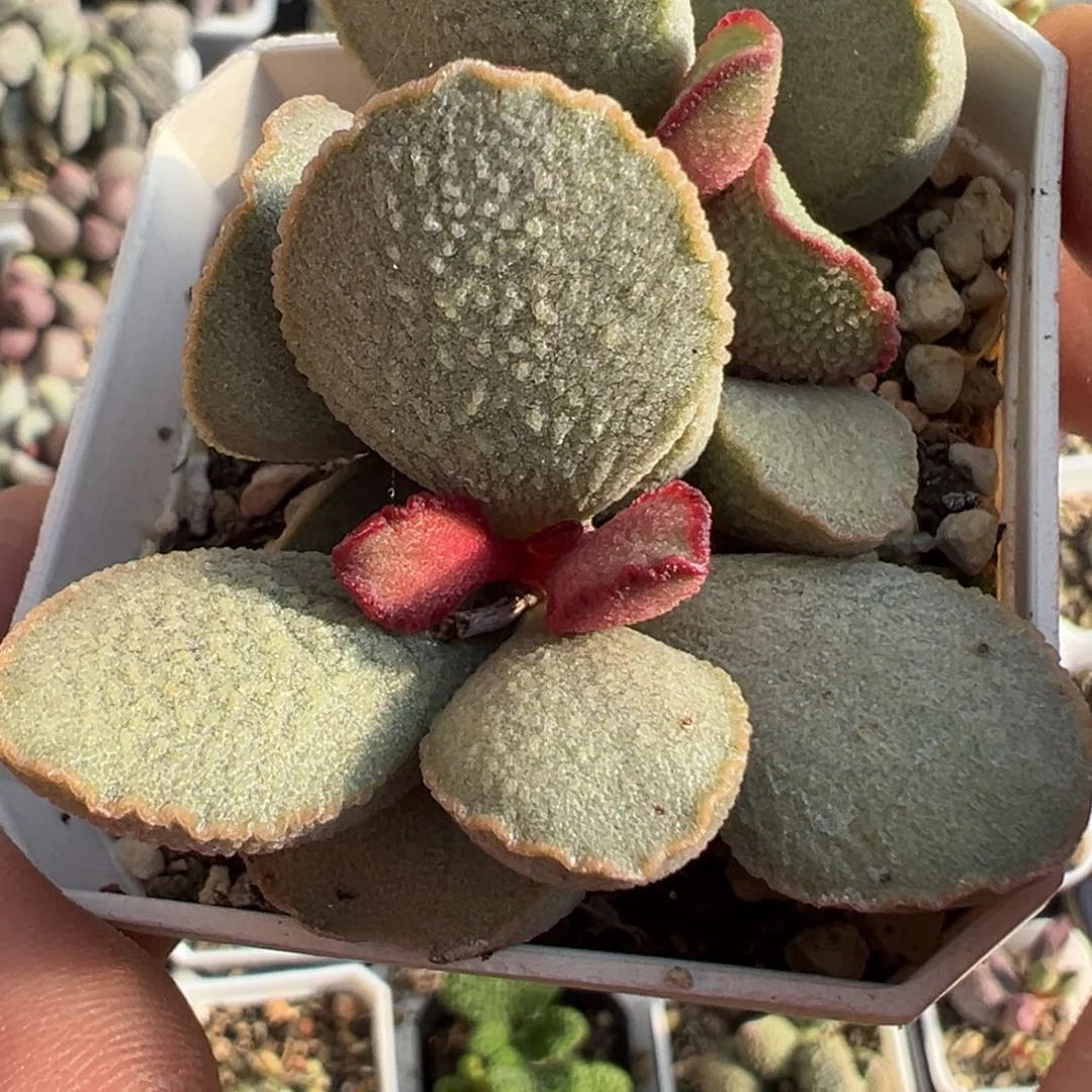 琉璃磨砂蛋水泡多肉植物