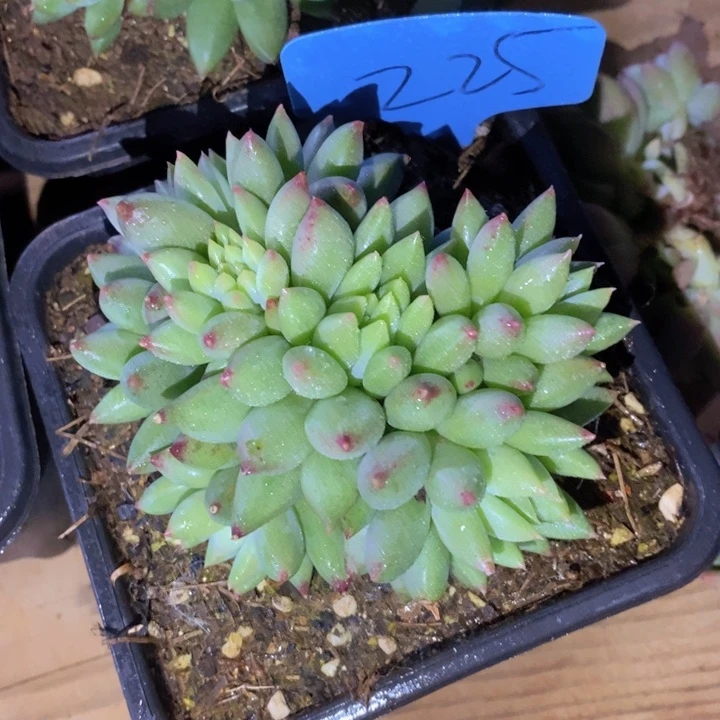 在家干了个饭给别人