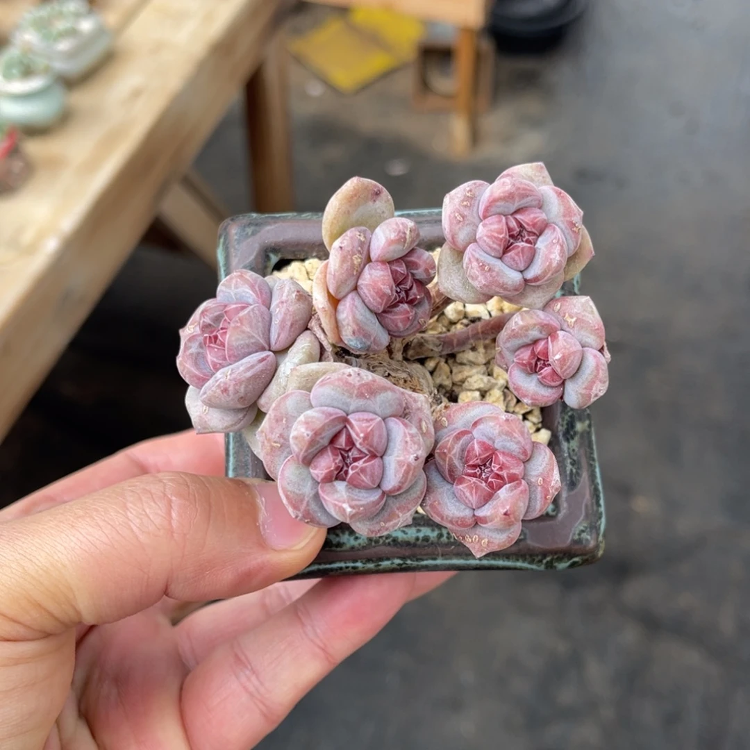小脸星影一物一拍