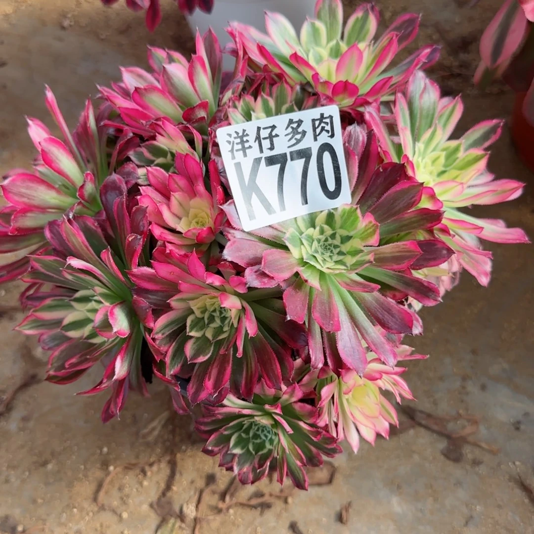 洛*颜770福袋法师园艺