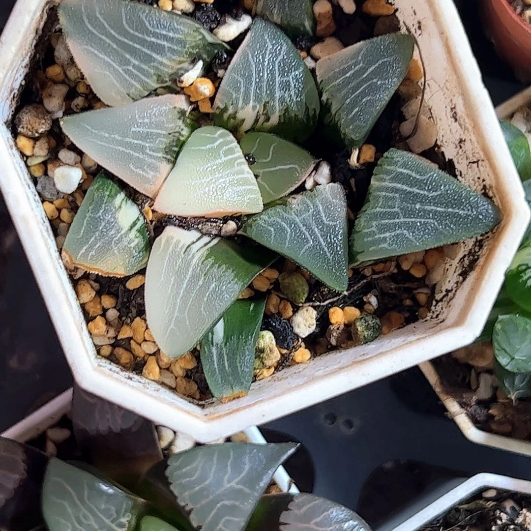 小***蜂大型克锦十二卷多肉植物