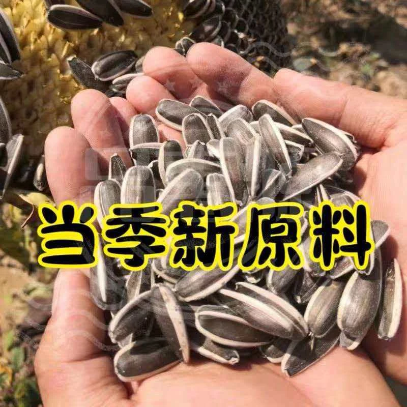 原地产内蒙古饱满大颗粒新货葵花子生瓜子休闲小零食