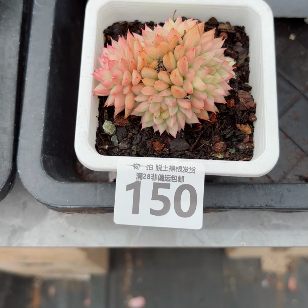 女雏锦无盆土发货