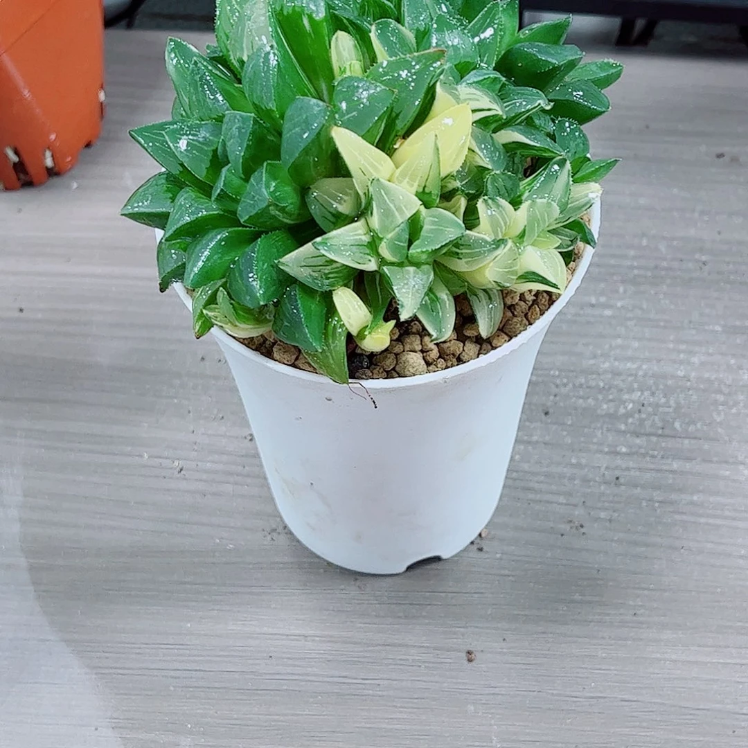 姬寿玉露一勿一拍