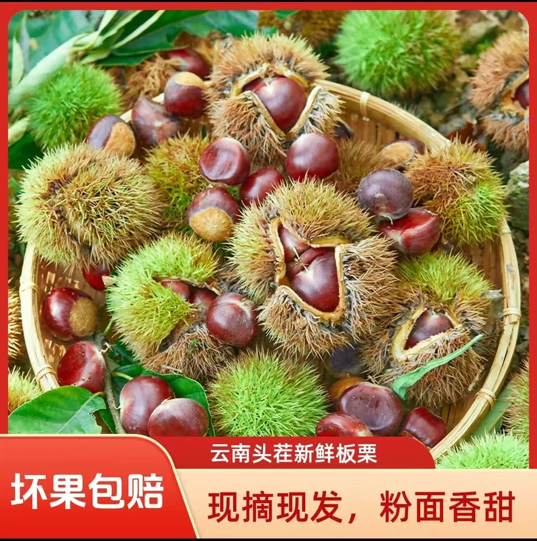 云南2025新鲜高山老树板栗现摘现发粉糯香甜好剥皮