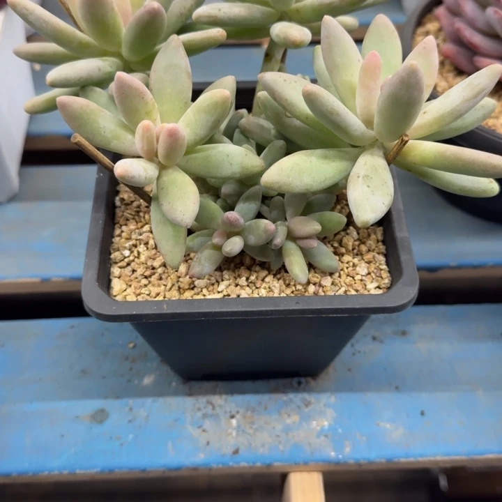 白兰地多肉大群生