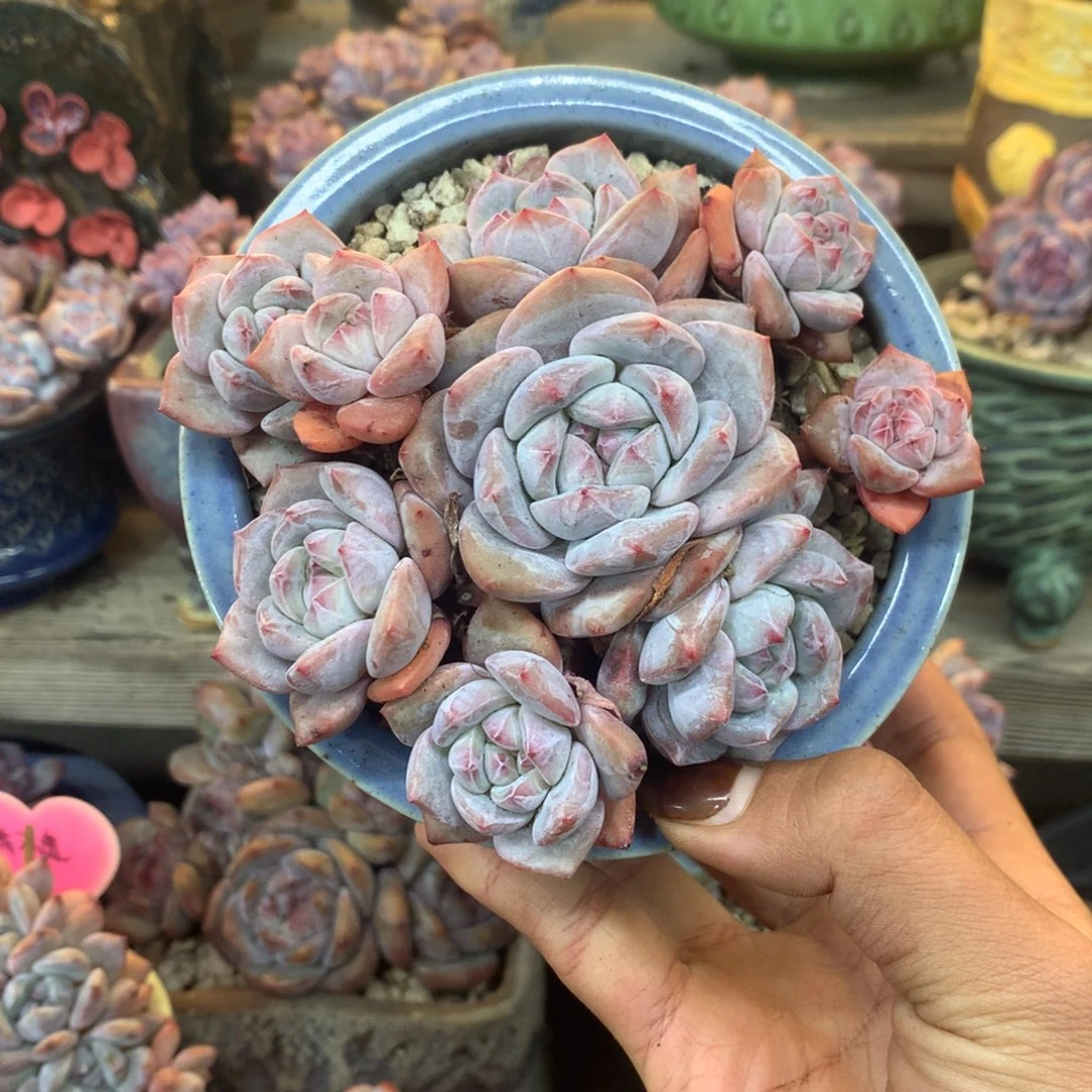 石榴籽无砍花花花花