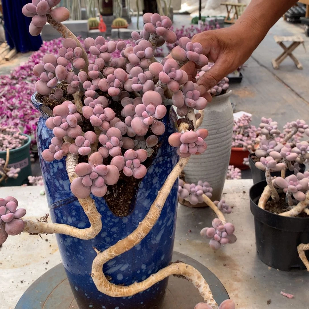 呷*桃蛋老桩不带盆13号