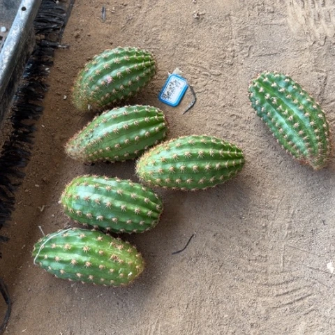 美美的超级杏不包邮