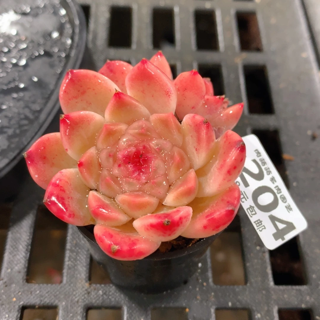 肉萌萌拇指盆精控多肉YU204