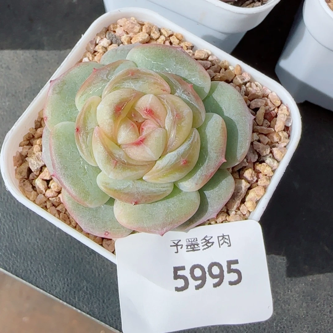 下播福利，5995多肉植物