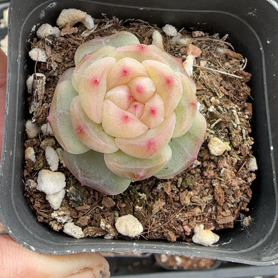 多肉小卡拉米糖心一物一拍