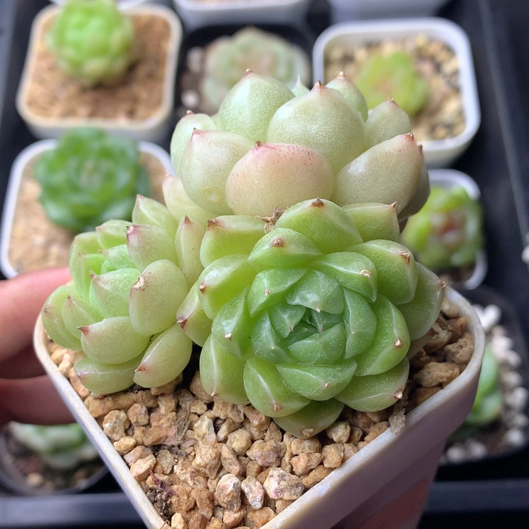 58包邮  群生不包整 93