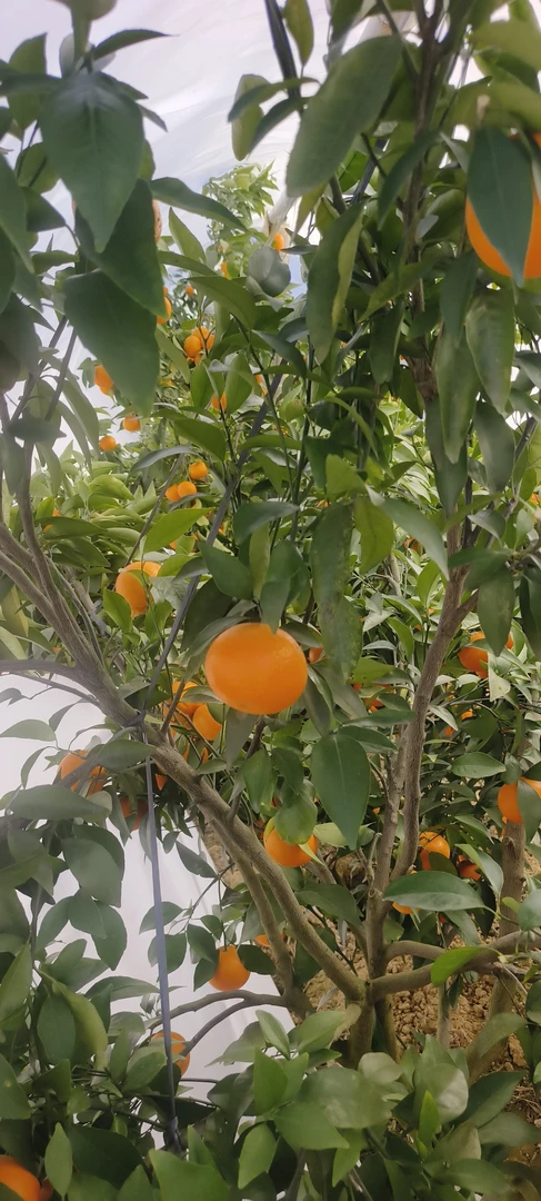 水果现摘现卖应季水果特卖