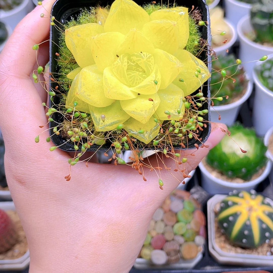 黄金玉露多肉，原盆