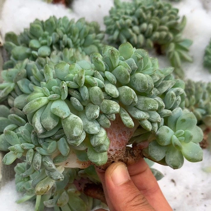 多肉植物星影树缀