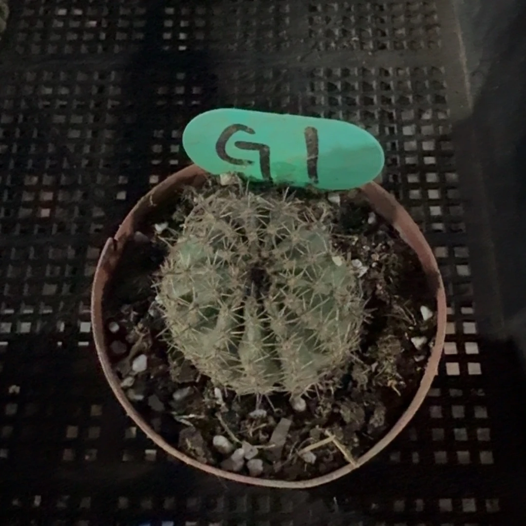 是***呐歌一，仙人球侧芽一颗