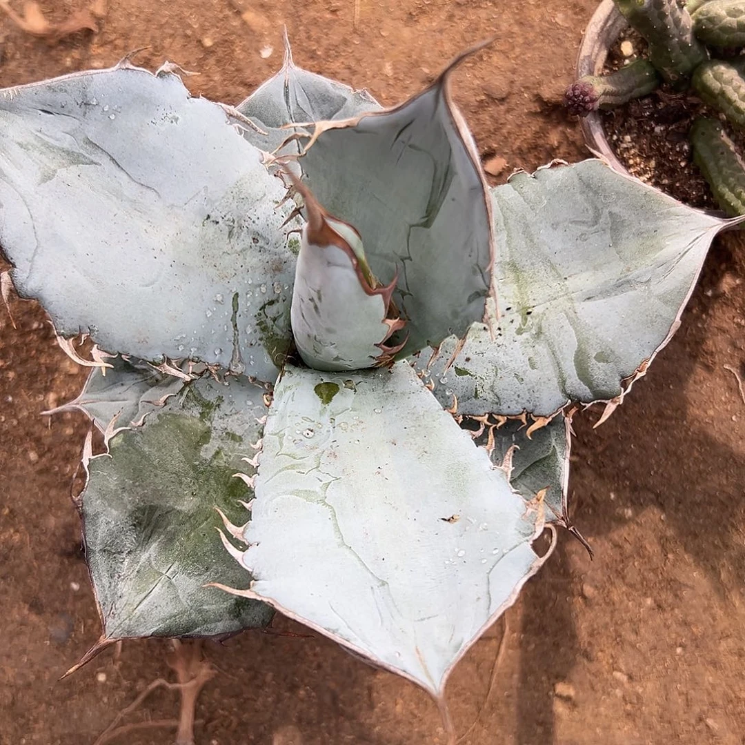 贝壳龙多肉哦呃呃嗯呢