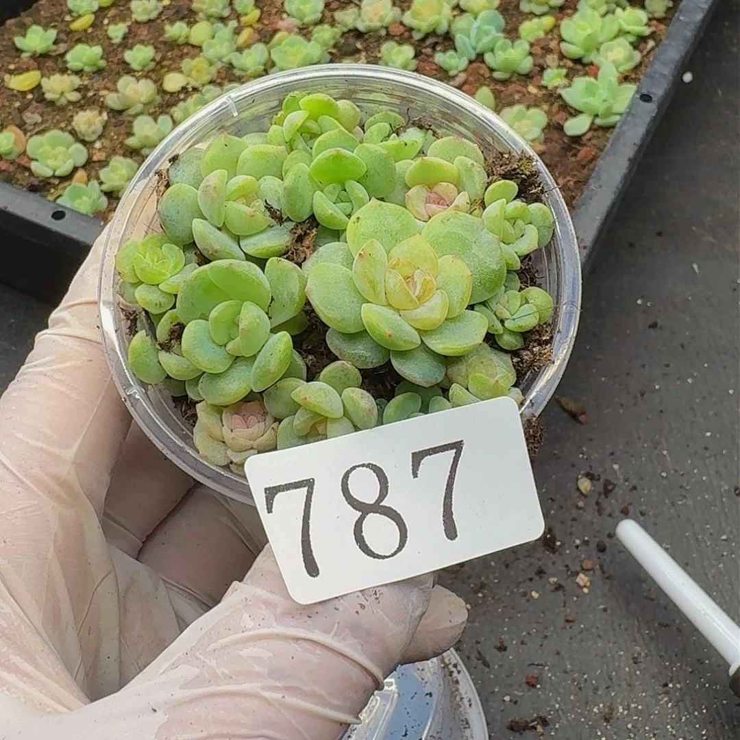 多肉植物多肉植物787