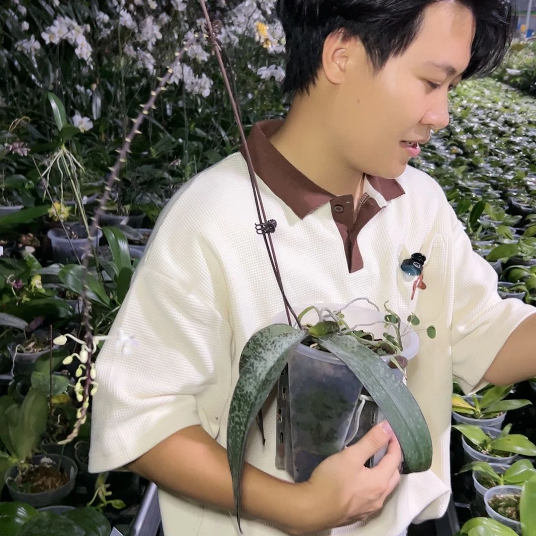 当前无花栽培后可以开花C****a苏拉威西