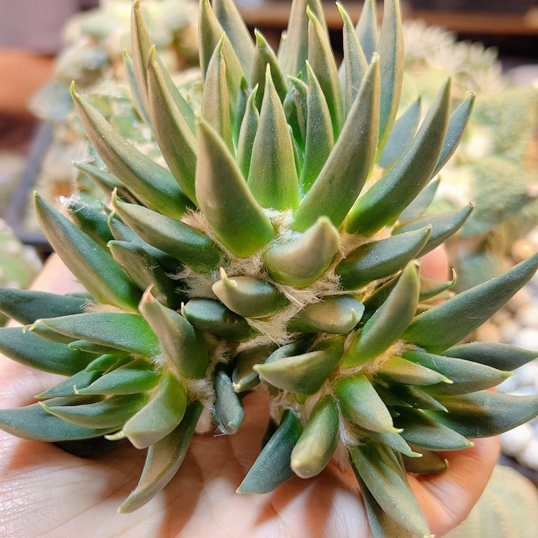 晚43号苗接细尤龙牙牡丹无根11公分