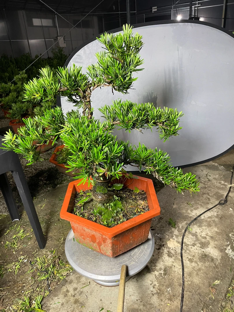 小叶雀舌罗汉松造型盆景办公室好养绿植