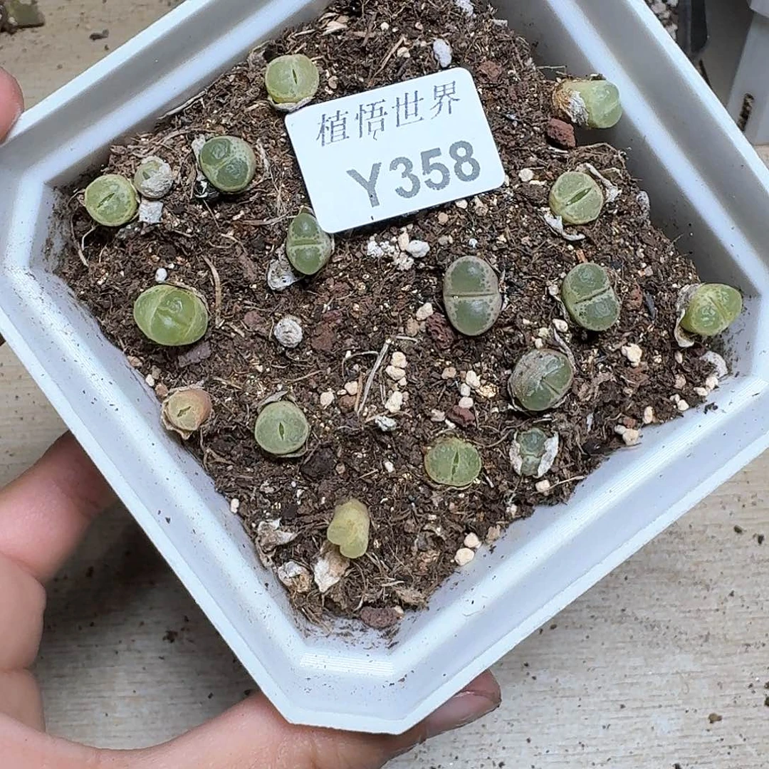 358号多肉植物哇c f