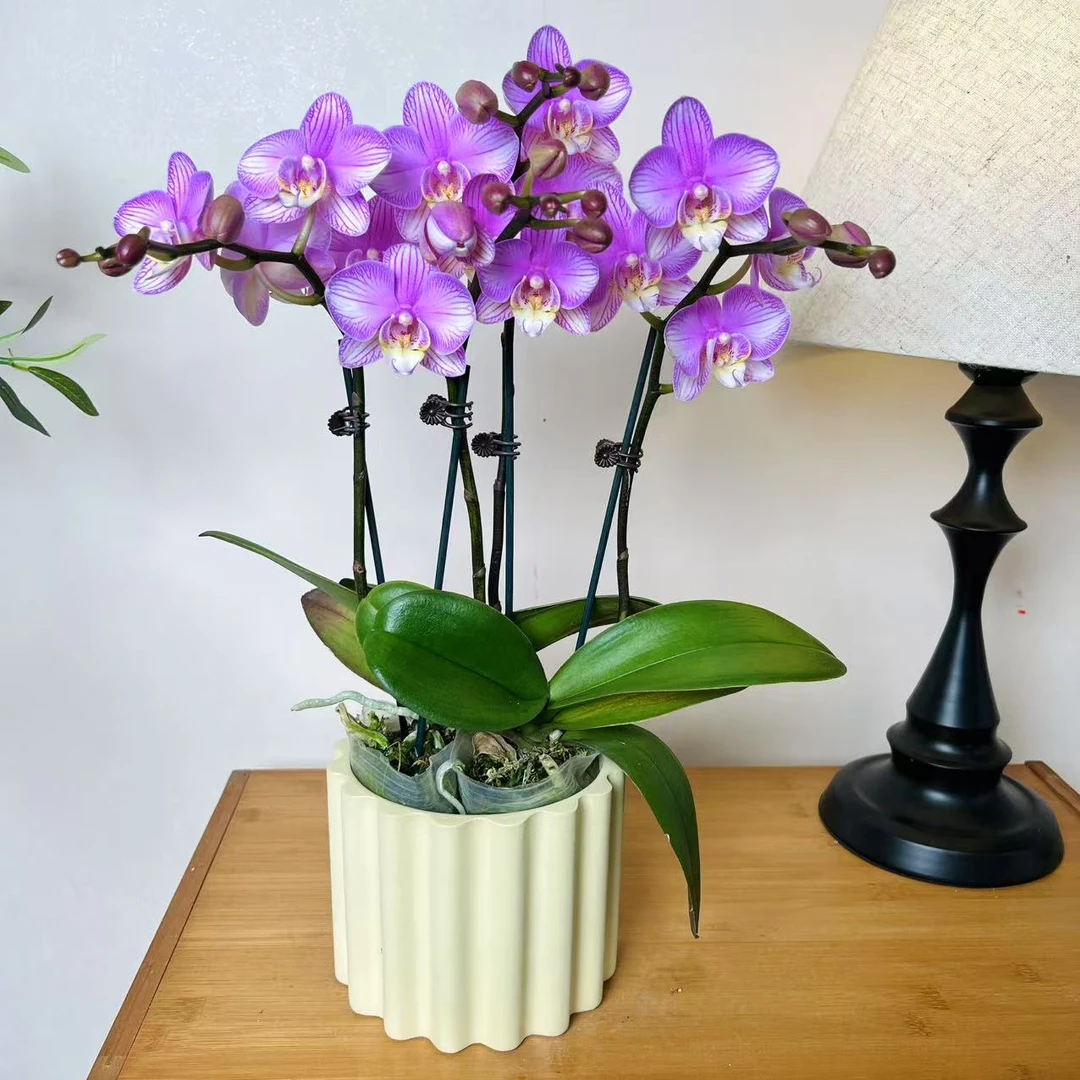 【情书-蝴蝶兰】 高端 懒人种植 禅意 轻奢 易养花期长 送人