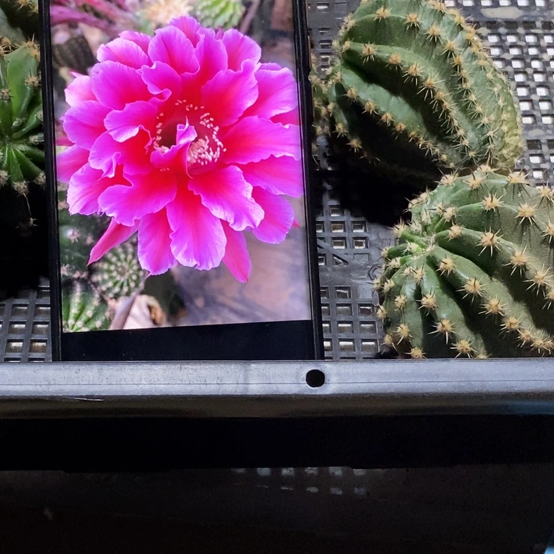 彩 107侧芽歪20包邮/5公分