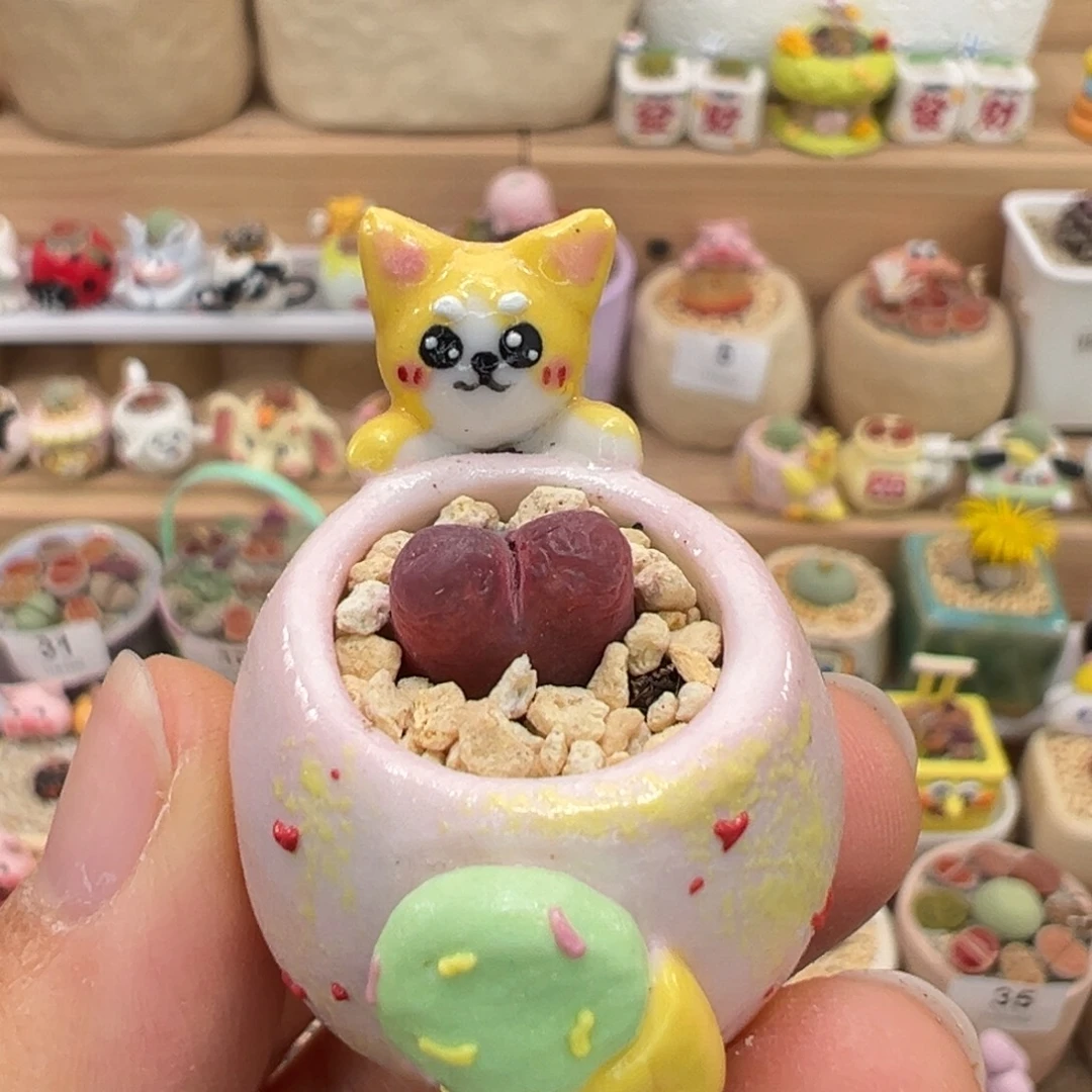 多肉植物62号拇指盆