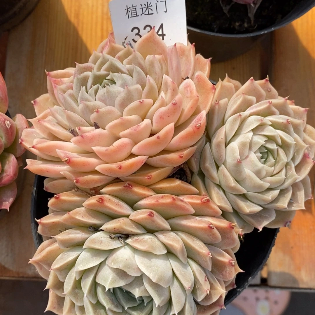 种****线杂交精品多肉334