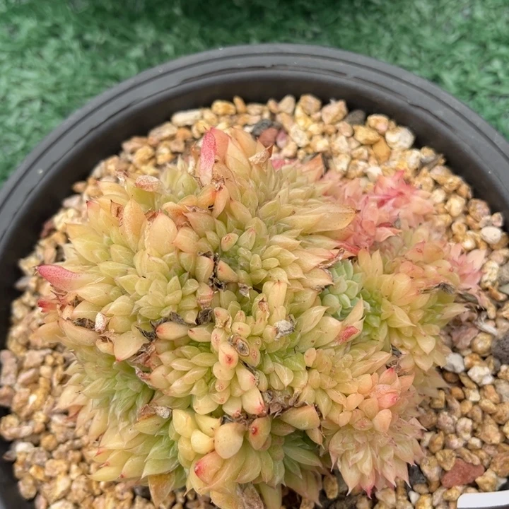 麦秆缀2365多肉植物