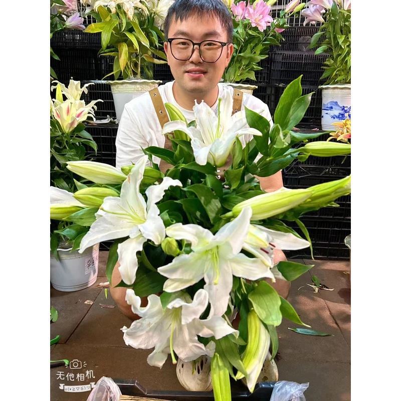 春季百合种球西伯利亚香水百合14/16阳台庭院盆栽