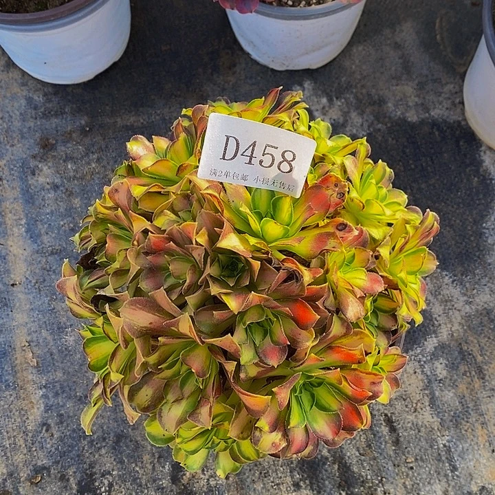 458韶华多肉植物的
