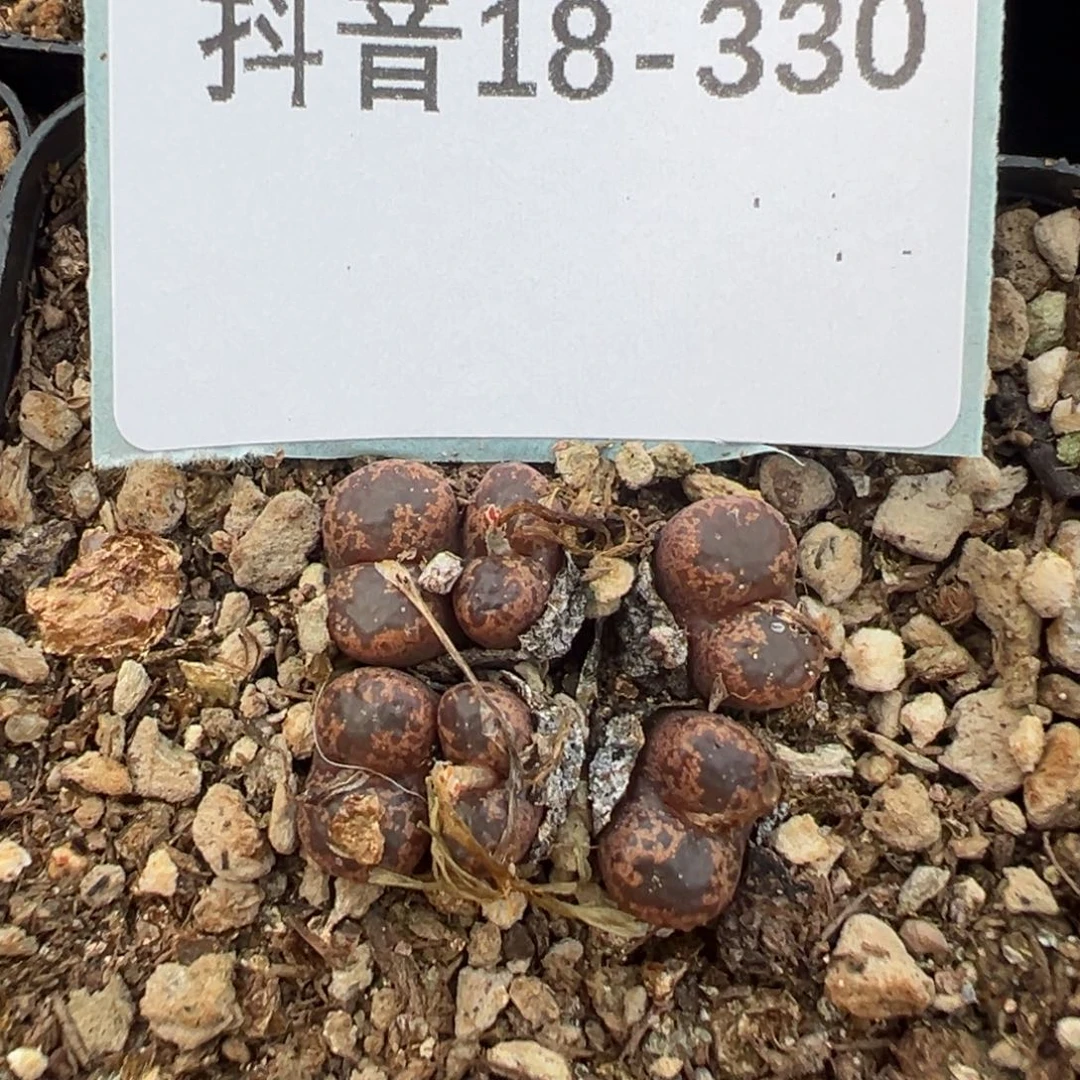 18-330肉锥多肉植物，