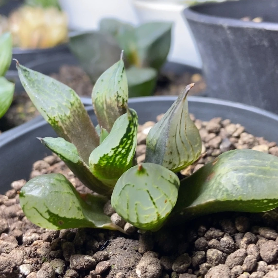 裹般若实生底座苗现下无根